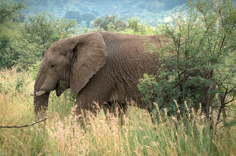 Kenya Safari Adventure